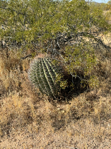 Ferocactus emoryi
