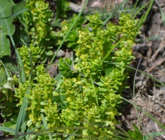 Cruciata laevipes