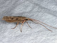 Kosrheithrus tillyardi