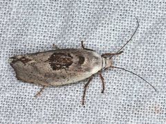 Tymbophora peltastis