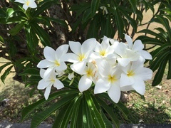 Plumeria pudica