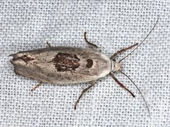 Tymbophora peltastis