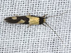 Opogona comptella