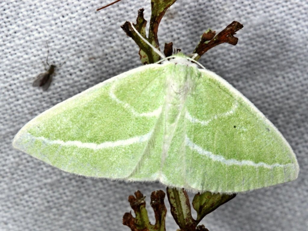 Iulops argocrana