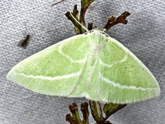 Iulops argocrana