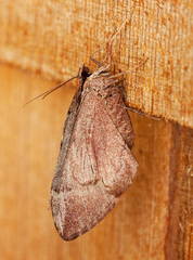 Stamnoctenis pearsalli