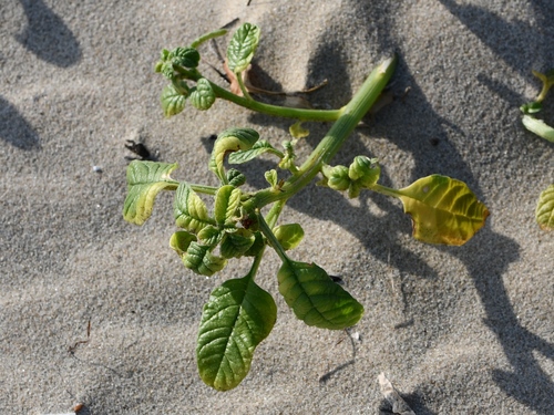 Carrapicho-de-carneiro