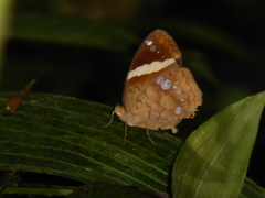 Xanthotaenia busiris