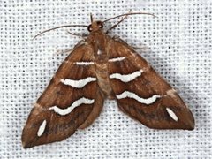 Chaetolopha niphosticha