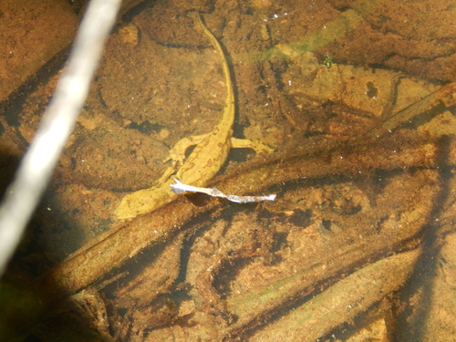 Carpathian Newt, Cisna - Wetlina Landscape Park, Komańcza, Subcarpathian, PL, photo 6 of 10