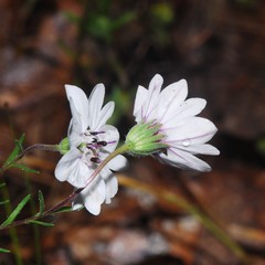 Blepharipappus scaber