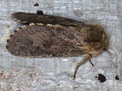 Oncopera rufobrunnea