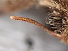 Oncopera rufobrunnea