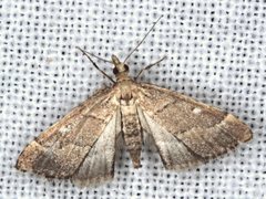 Diplopseustis prophetica