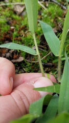 Dichanthelium implicatum