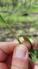 Dichanthelium implicatum