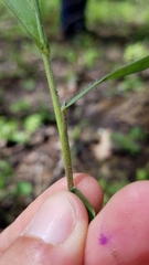 Dichanthelium implicatum