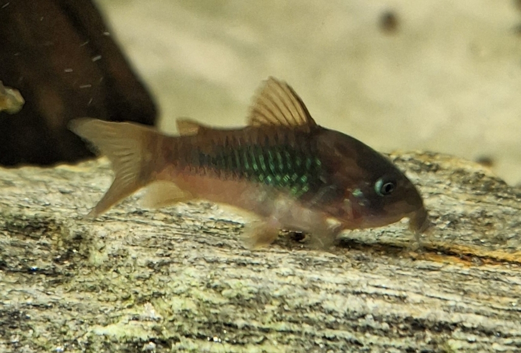 Emerald cory (Corydoras splendens) — Callichthyidae