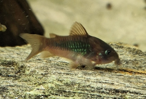 Emerald cory (Corydoras splendens) — Callichthyidae