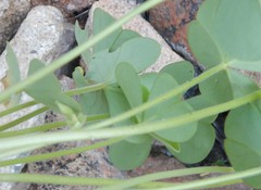 Oxalis hirsutibulba