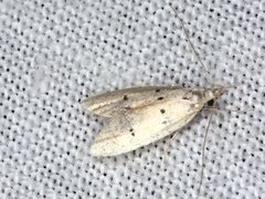 Atheropla decaspila