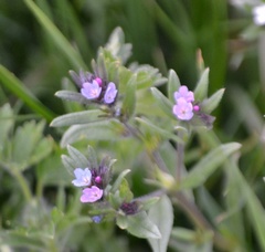 Buglossoides incrassata