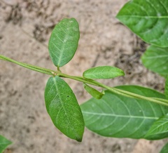 Ichnocarpus frutescens