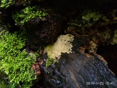 Ceratiomyxa fruticulosa fruticulosa