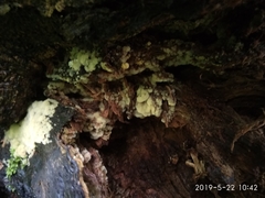 Ceratiomyxa fruticulosa fruticulosa