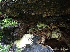 Ceratiomyxa fruticulosa fruticulosa