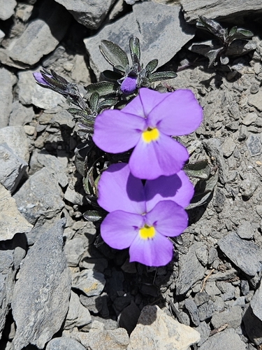 Image of Viola cenisia by (c) Alessia Guggisberg, some rights reserved (CC BY-SA)
