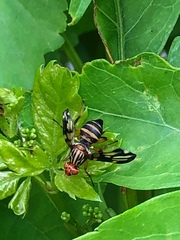 Idana marginata