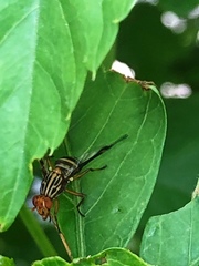 Idana marginata