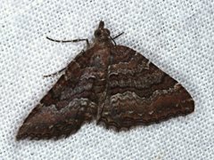 Chrysolarentia bichromata