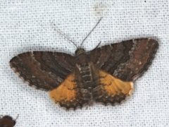 Chrysolarentia bichromata