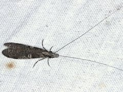 Triplectides similis