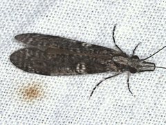 Triplectides similis