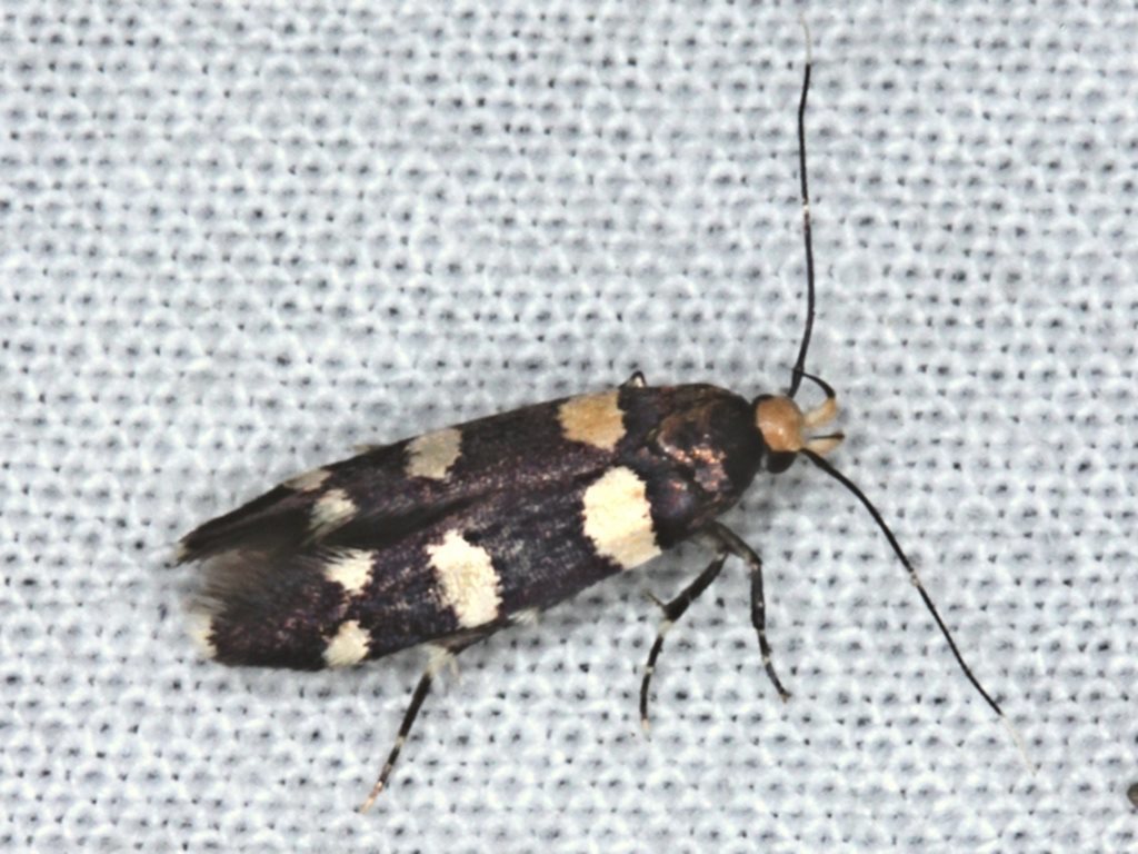 Cosmopteriginae