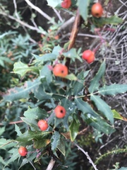 Berberis nevinii