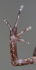 Elegant Long-Fingered Frog photo 2