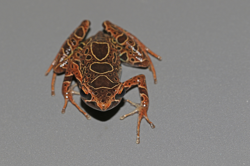 Elegant Long-Fingered Frog