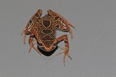 Elegant Long-Fingered Frog photo 1