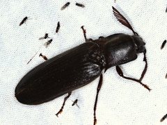 Pseudotetralobus australasiae