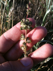 Acaena pinnatifida californica