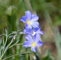 Linum alpinum