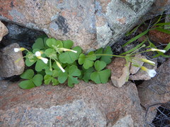 Oxalis hirsutibulba