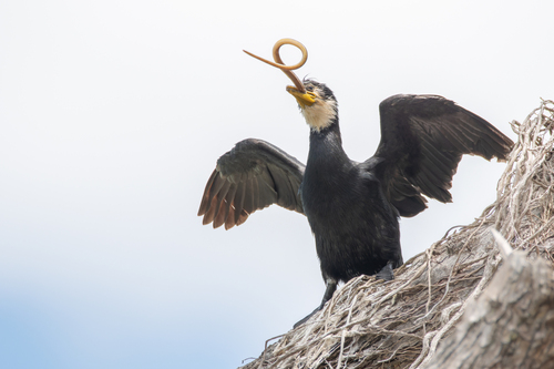 Little Pied Cormorant (Microcarbo melanoleucos), photo 9