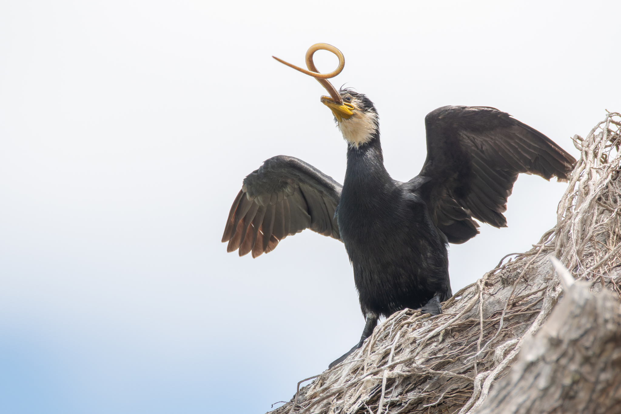 Little Pied Cormorant illustration