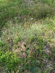 Arnoglossum plantagineum