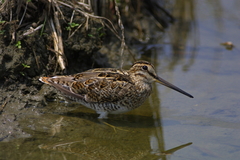 Gallinago